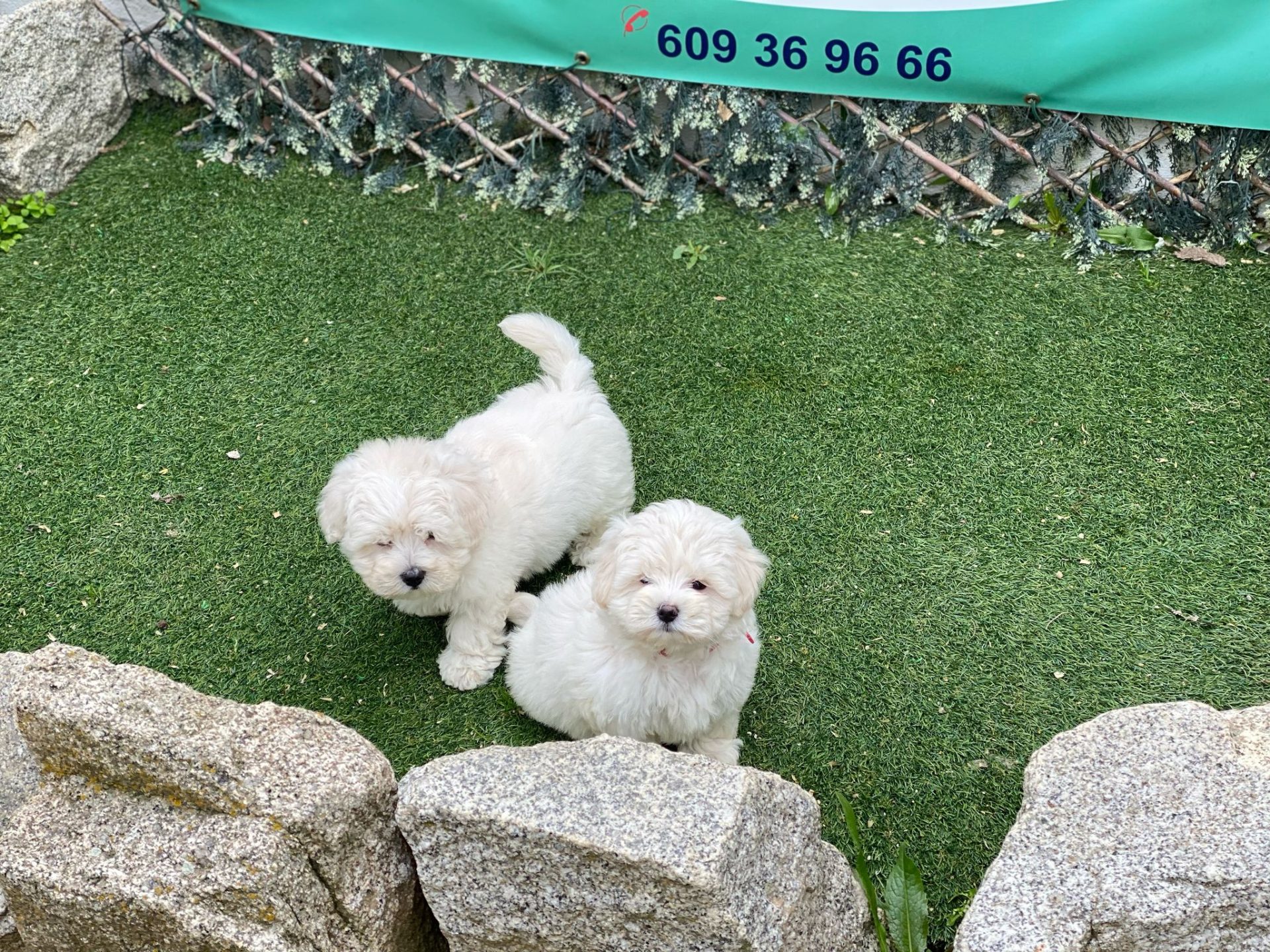 Maltipoo Decasla