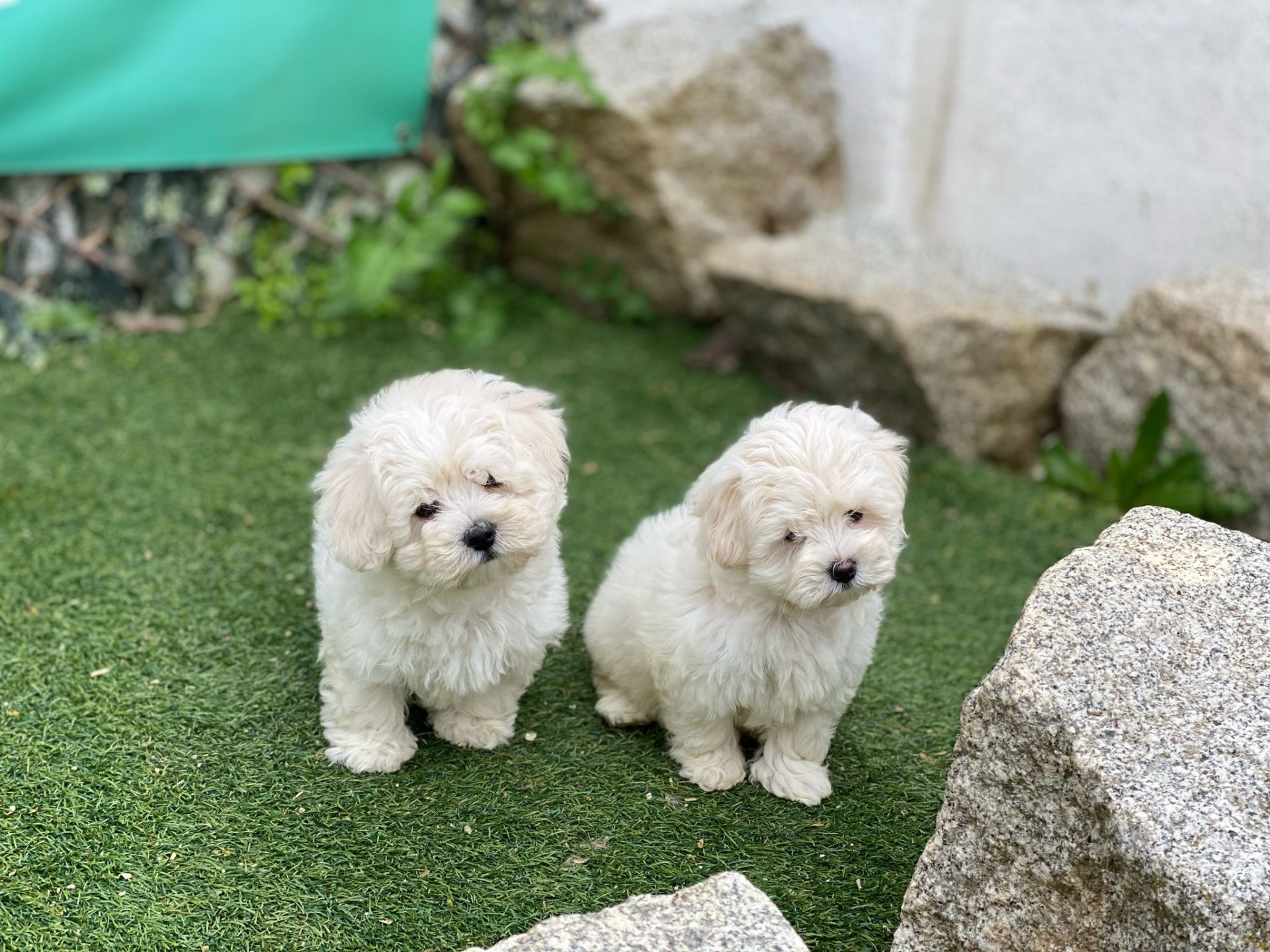 Maltipoo Decasla