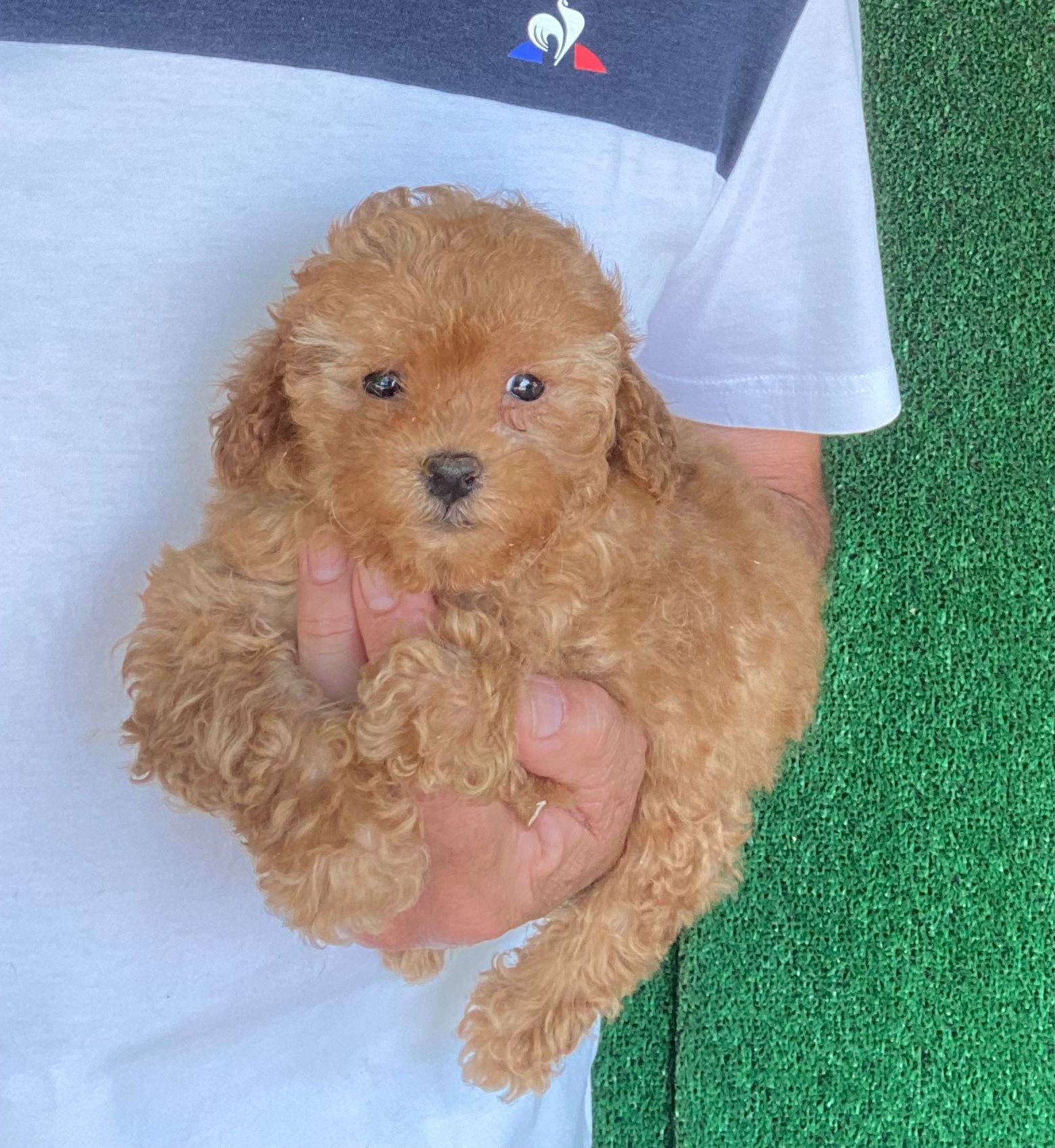 Caniche Toy familia