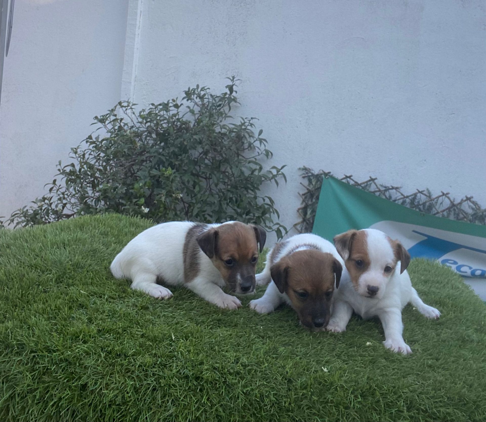 Jack Russell Terrier Decasla