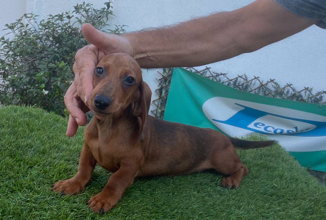 Teckel Kaninchen criadero Decasla