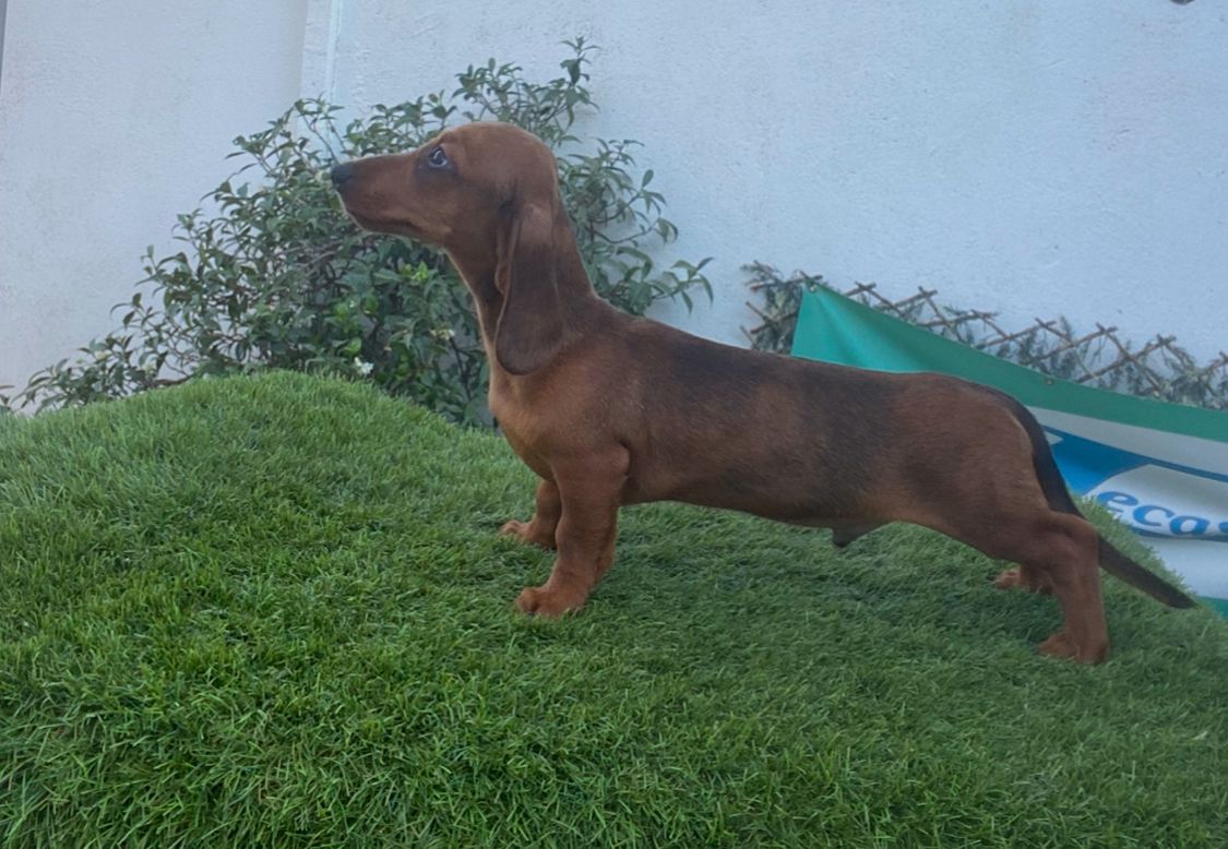Teckel Kaninchen España Decasla