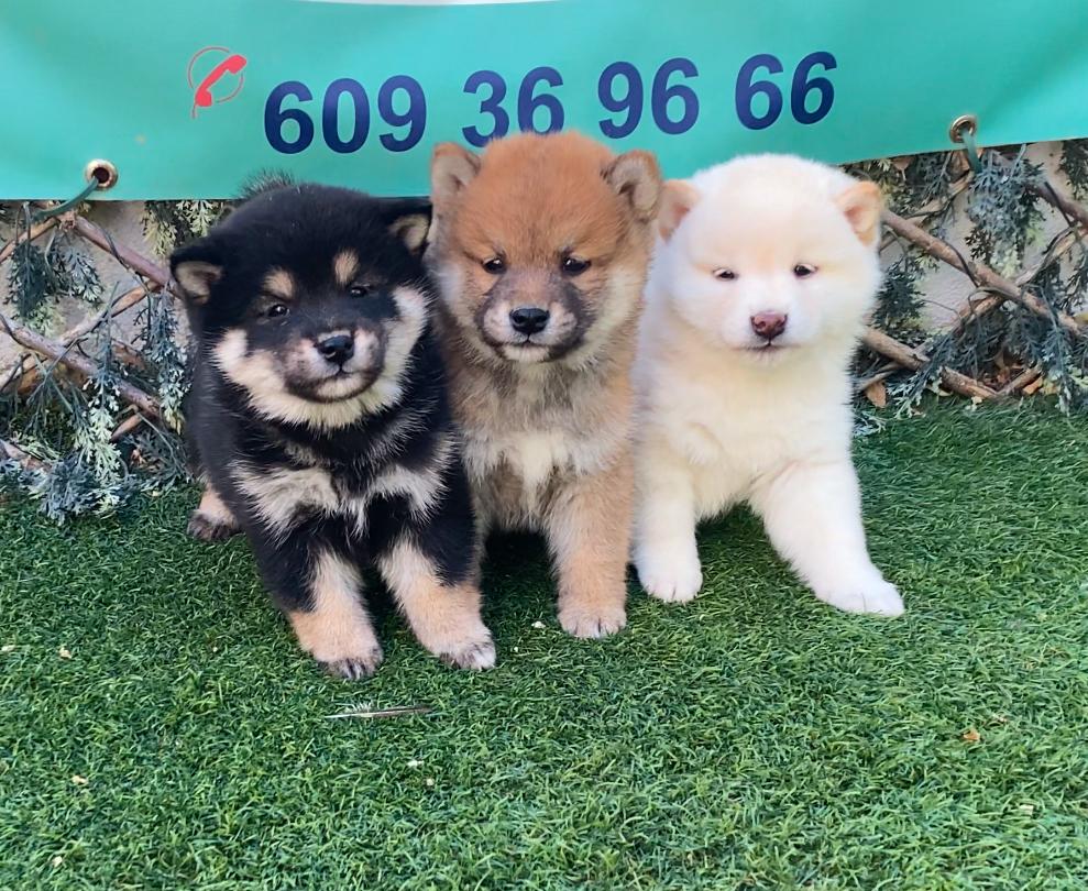 Shiba Inu Decasla