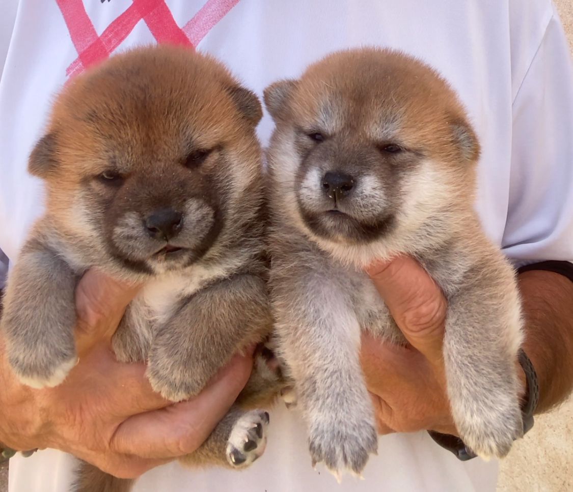 Perros Decasla en entorno familiar