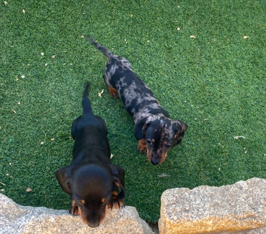 Teckel Kaninchen cachorro Decasla