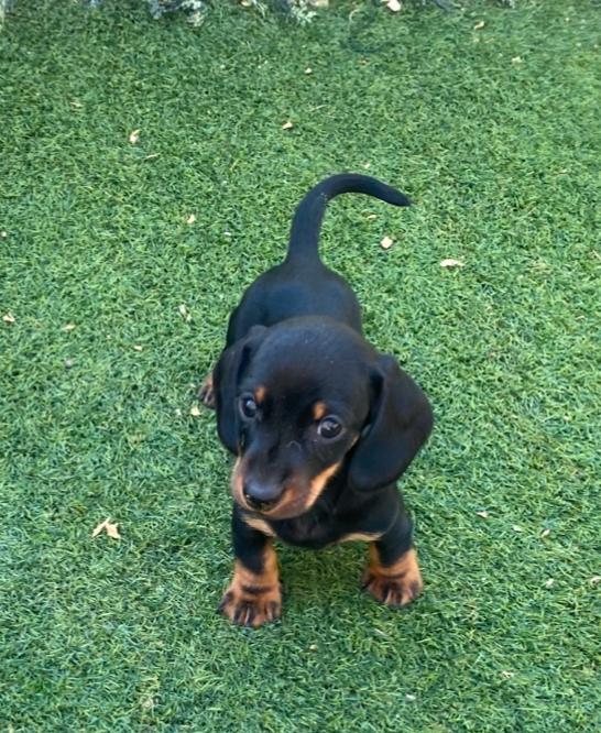 Teckel Kaninchen adulto Decasla
