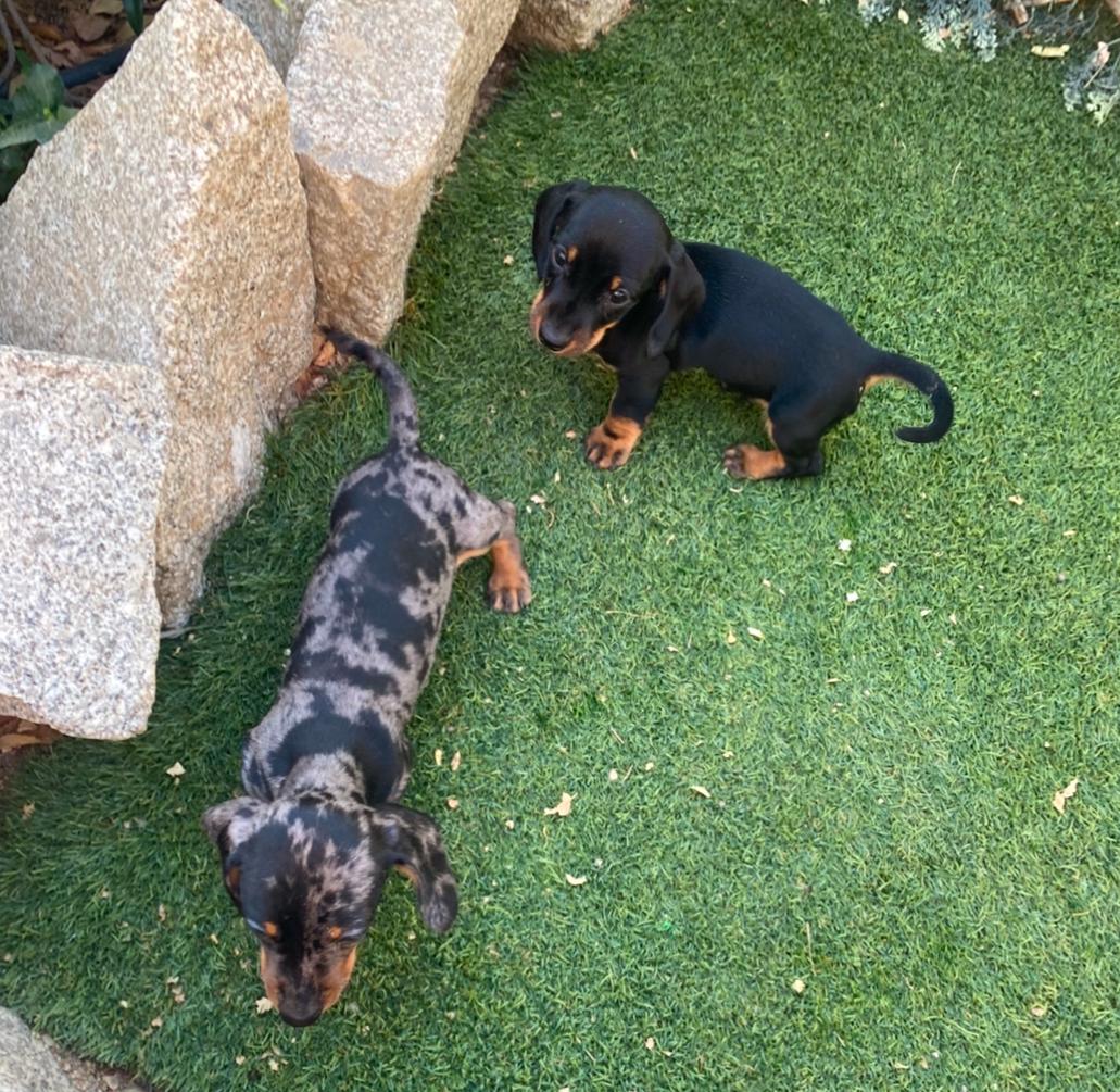 Teckel Kaninchen jugando Decasla