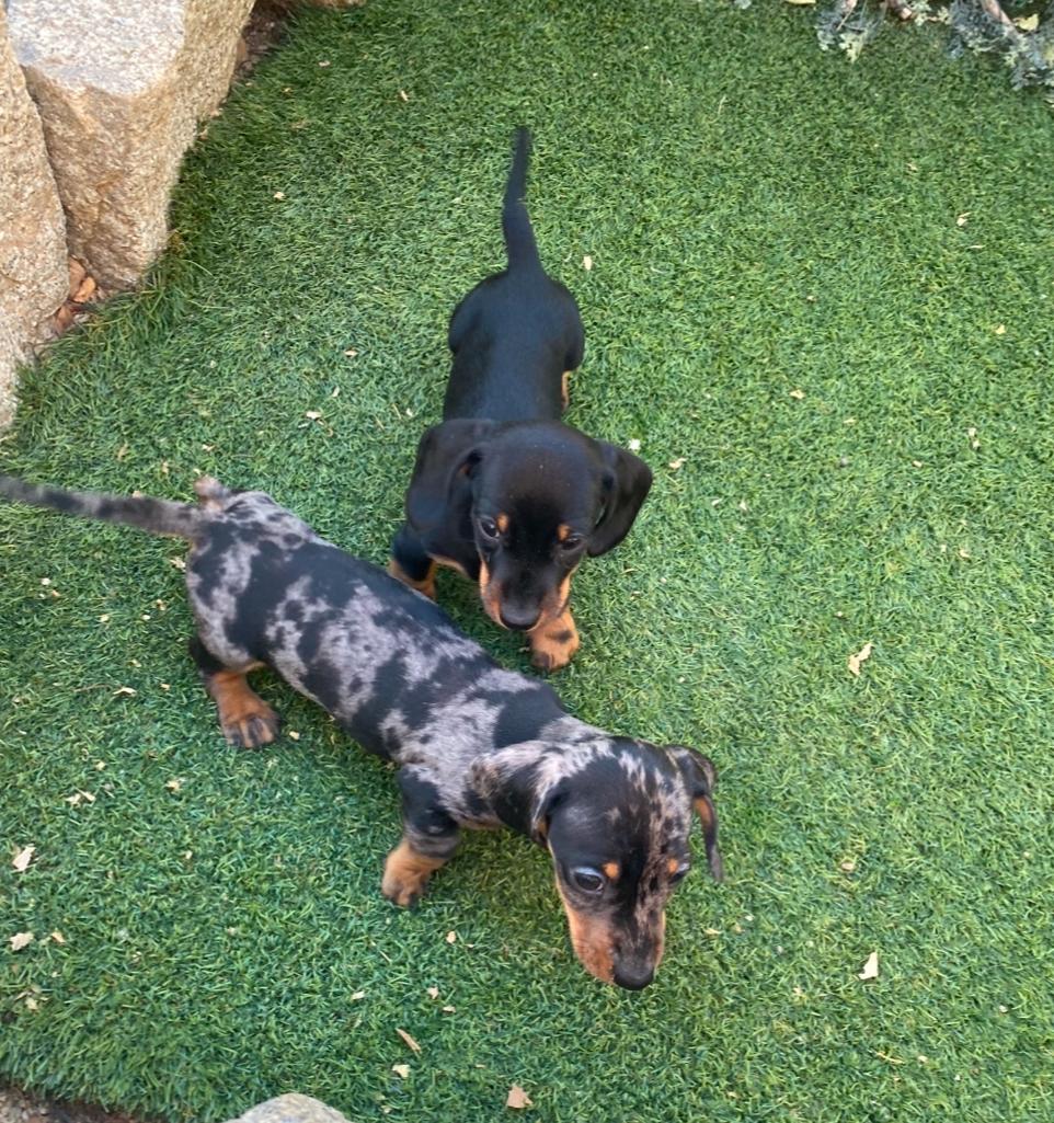 Cachorro Teckel Kaninchen Decasla