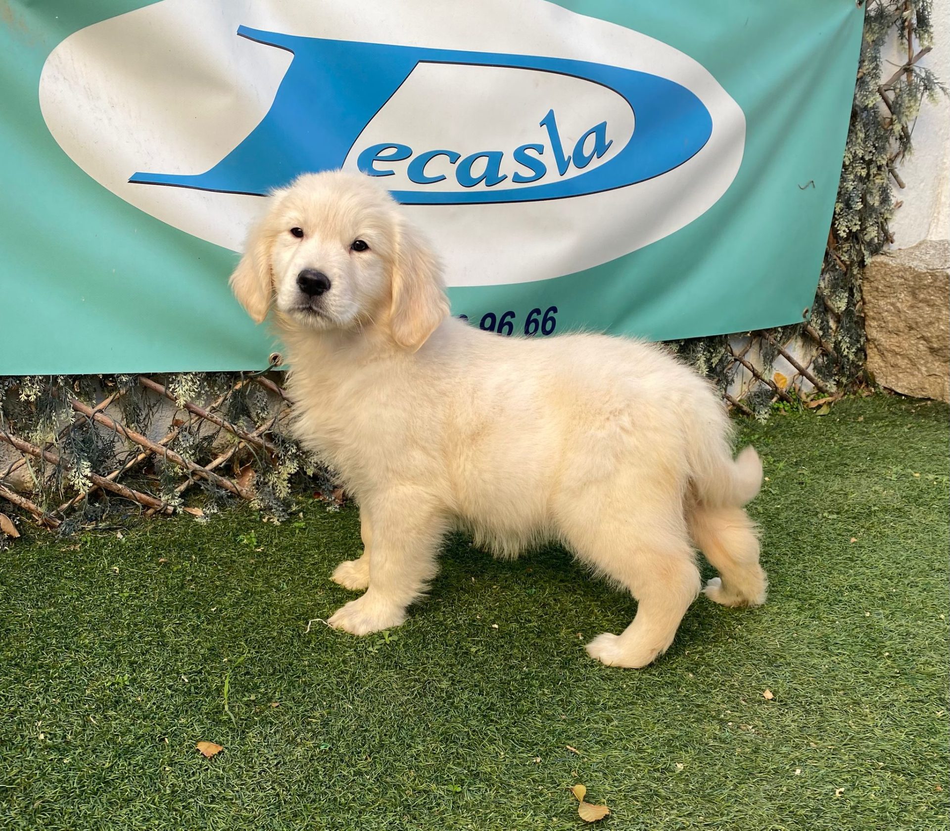 Golden Retriever Decasla