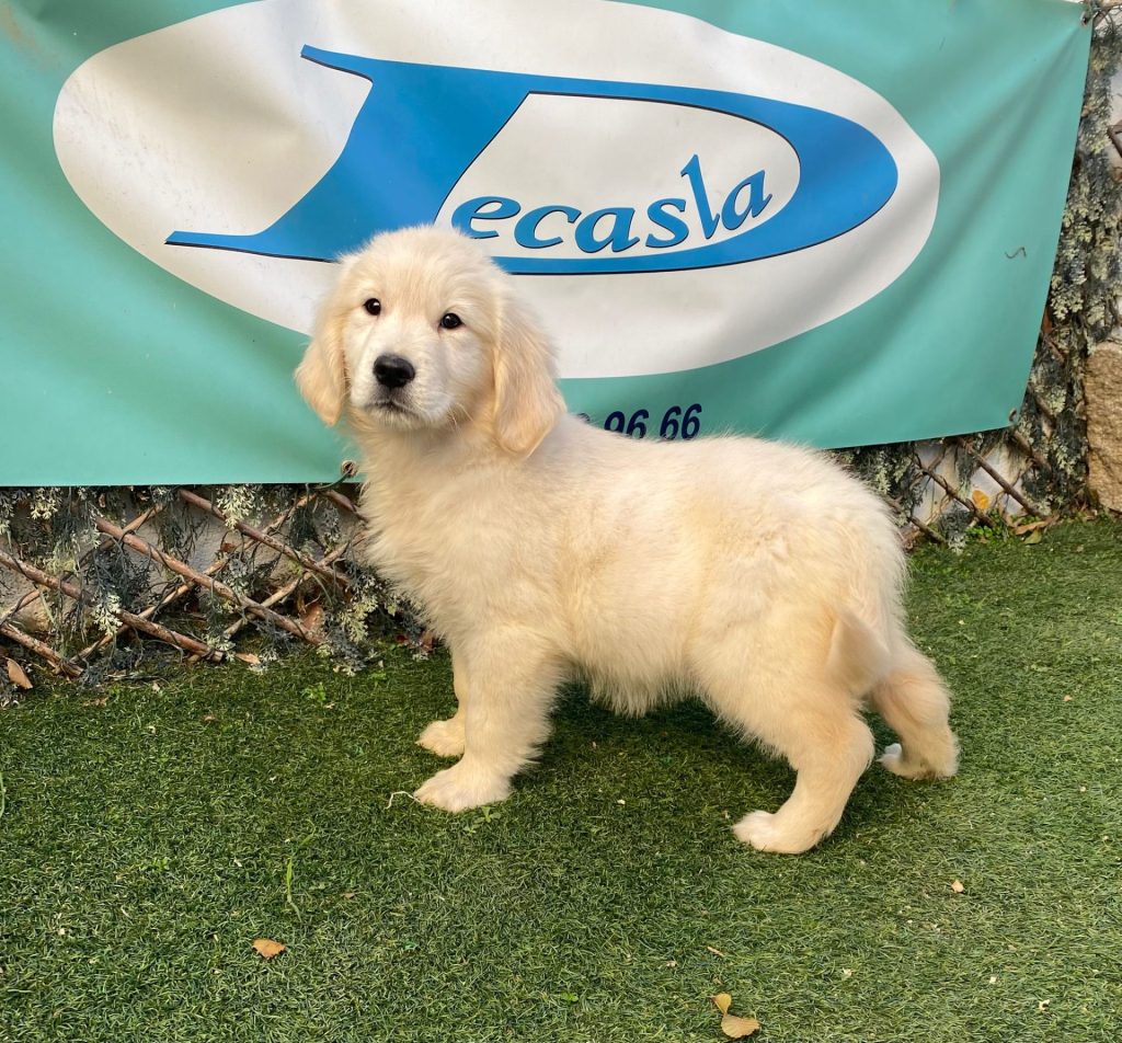 Golden Retriever familia