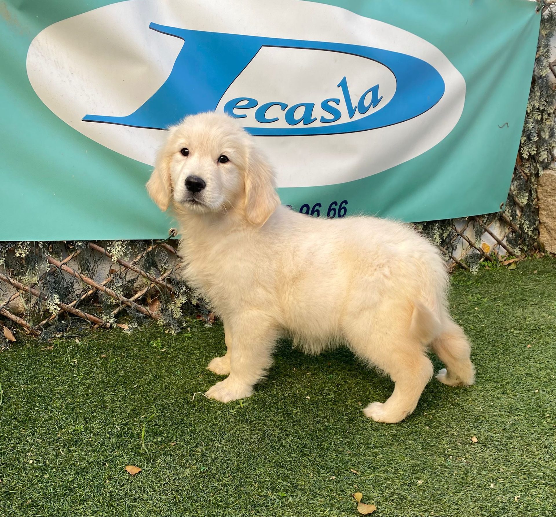Golden Retriever familia