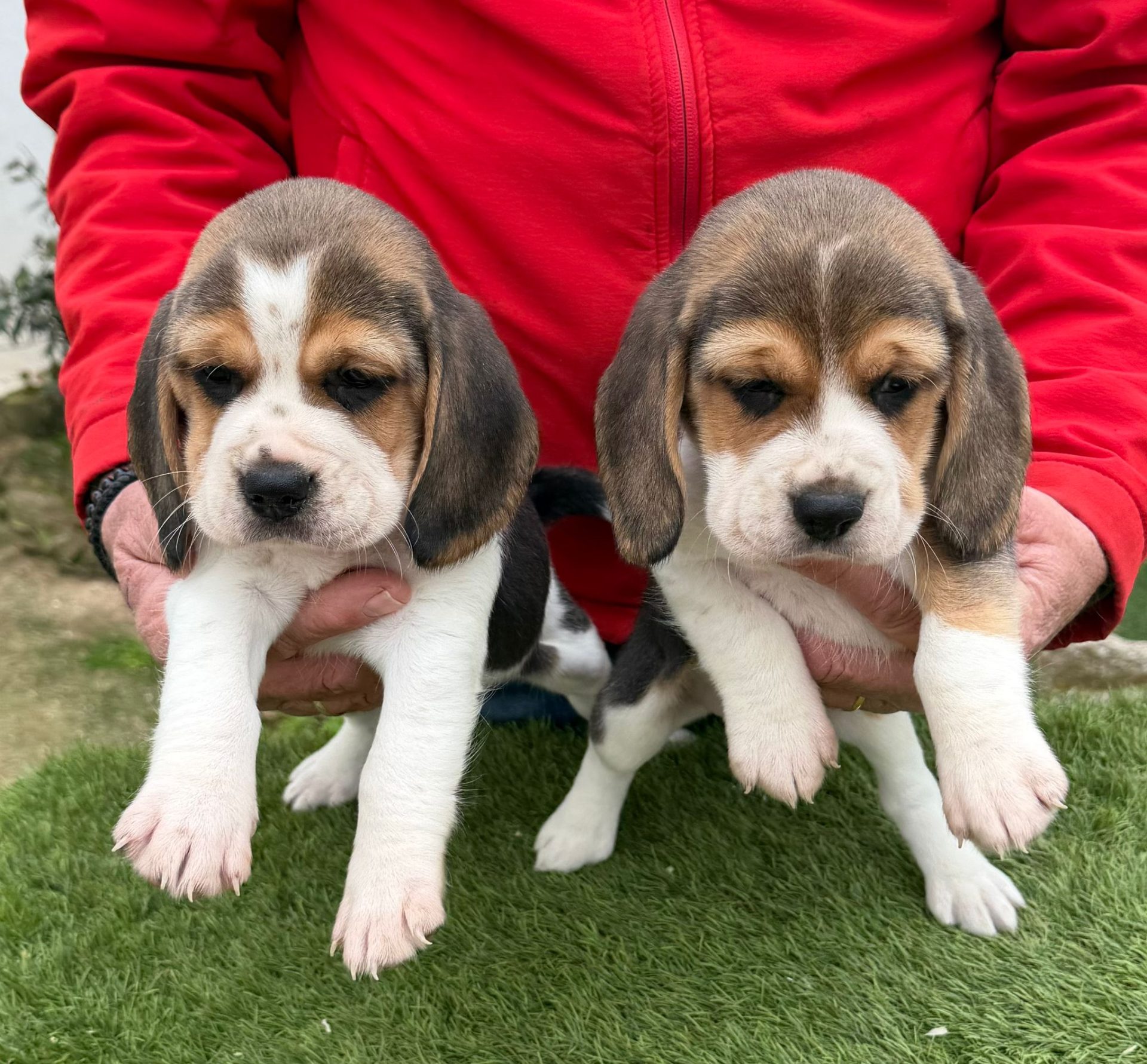 Beagle Decasla