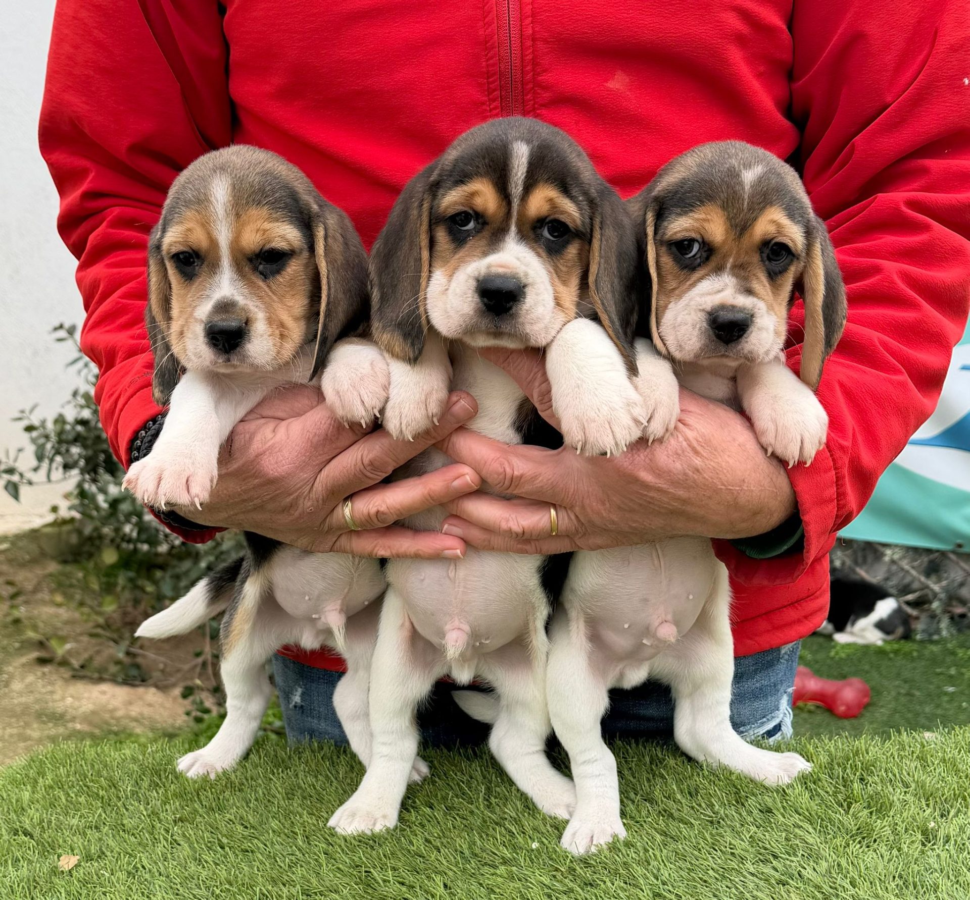 Cachorros Decasla