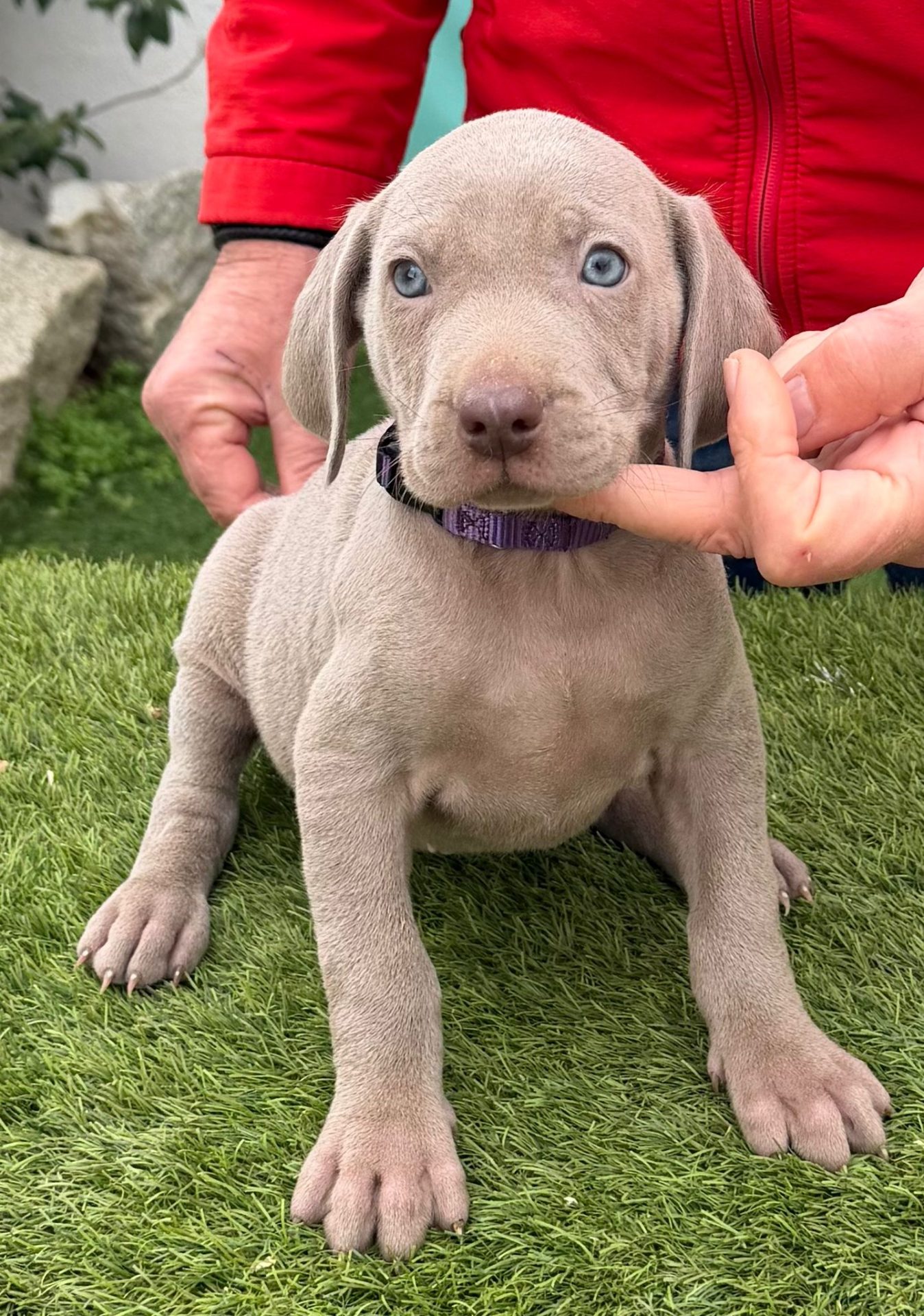 Cachorro Braco de Weimar