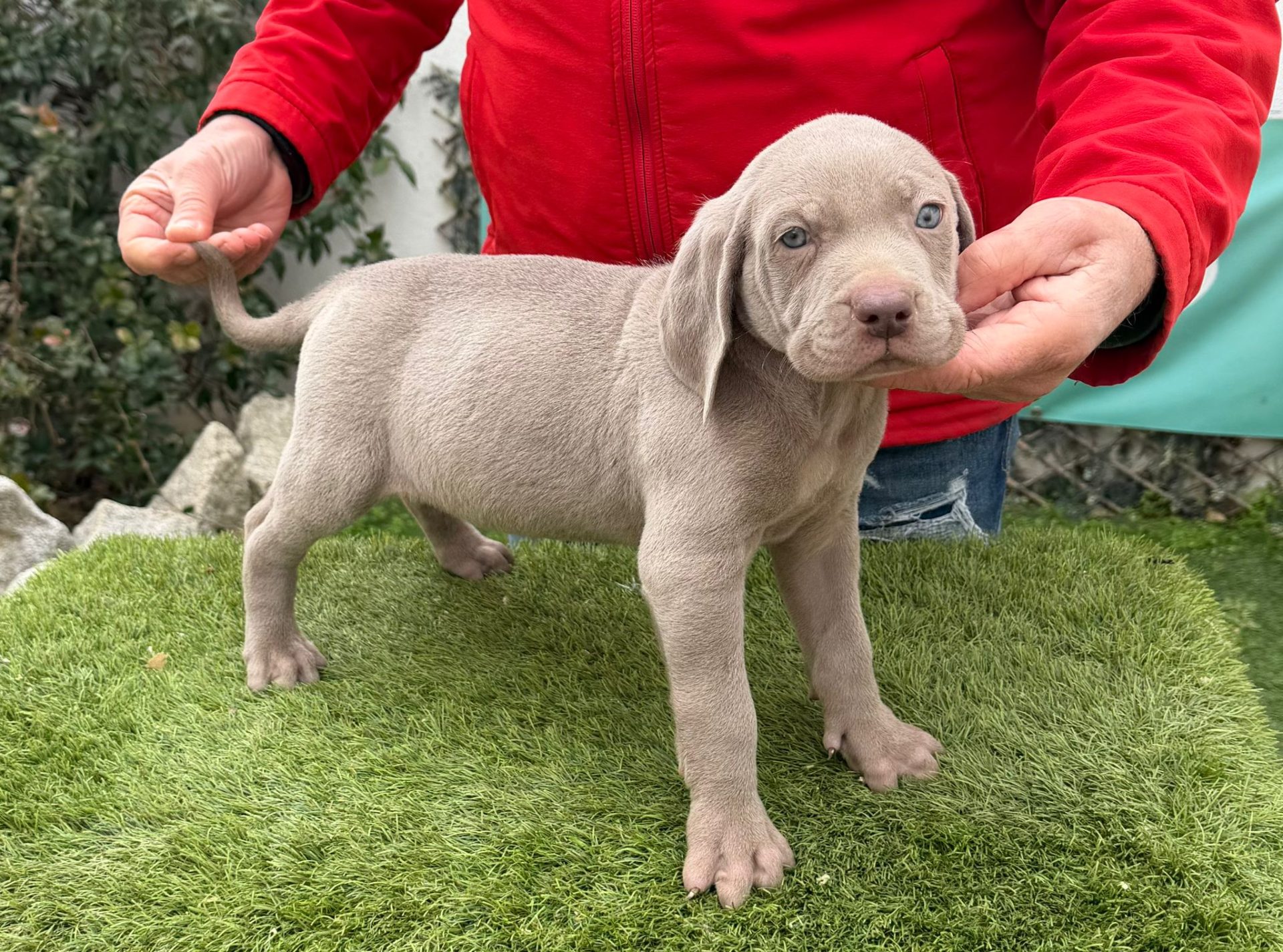 Cachorro Braco de Weimar
