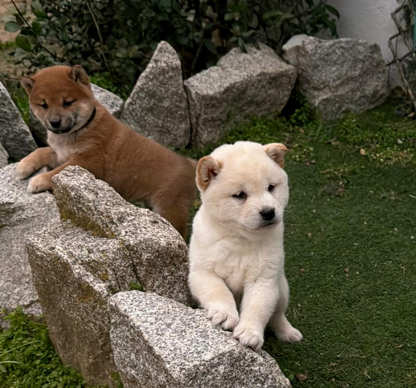 Cachorro Shiba Inu