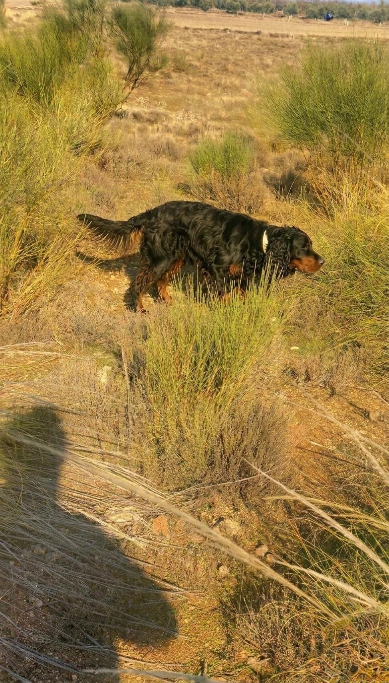 Setter Gordon jugando