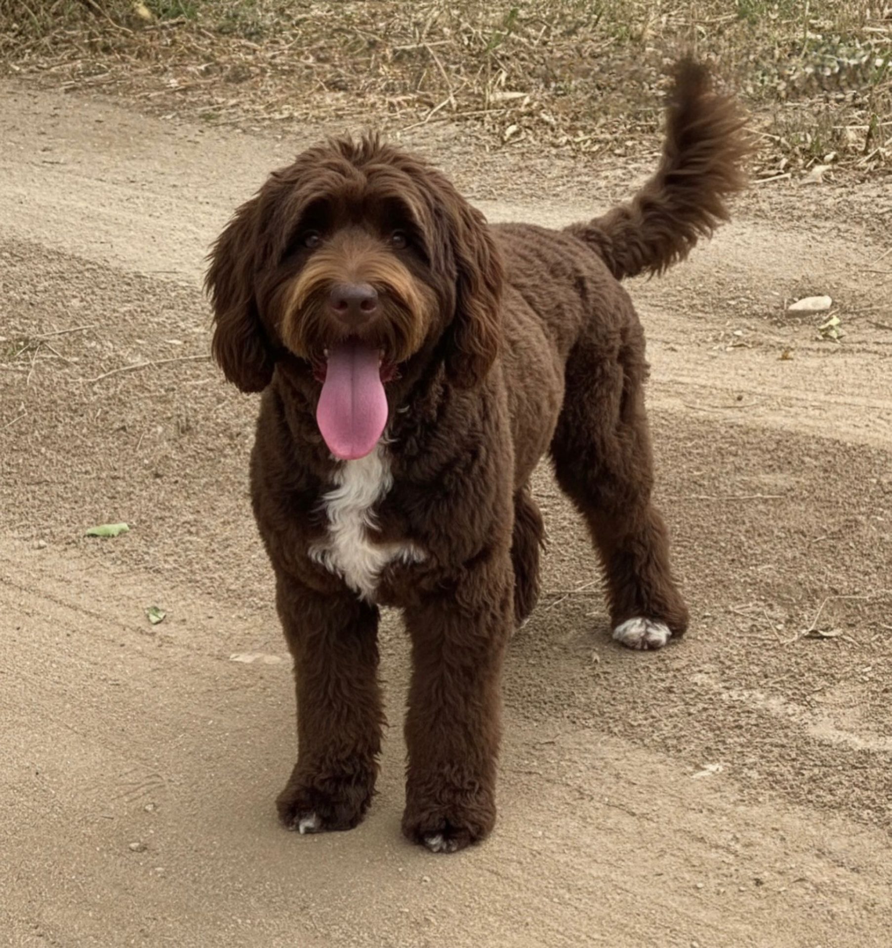 Australian Cobberdog adulto de Decasla en entorno tranquilo