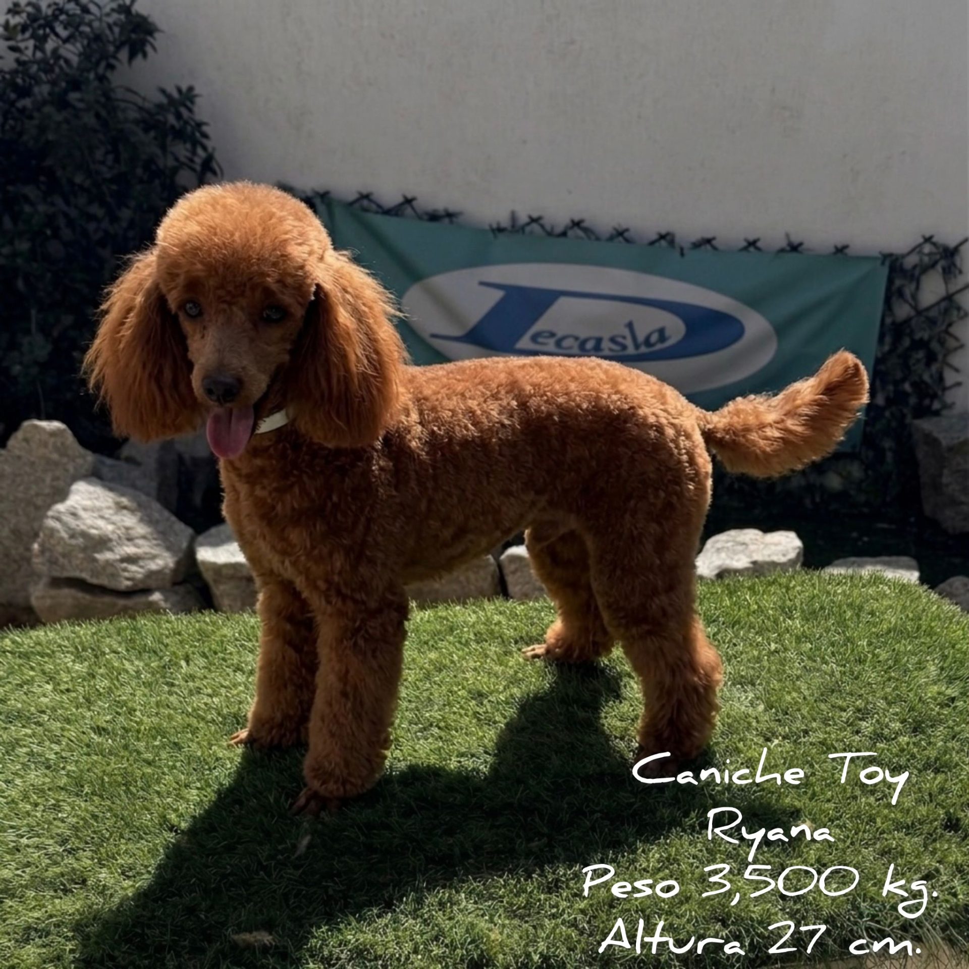 Caniche Toy Decasla