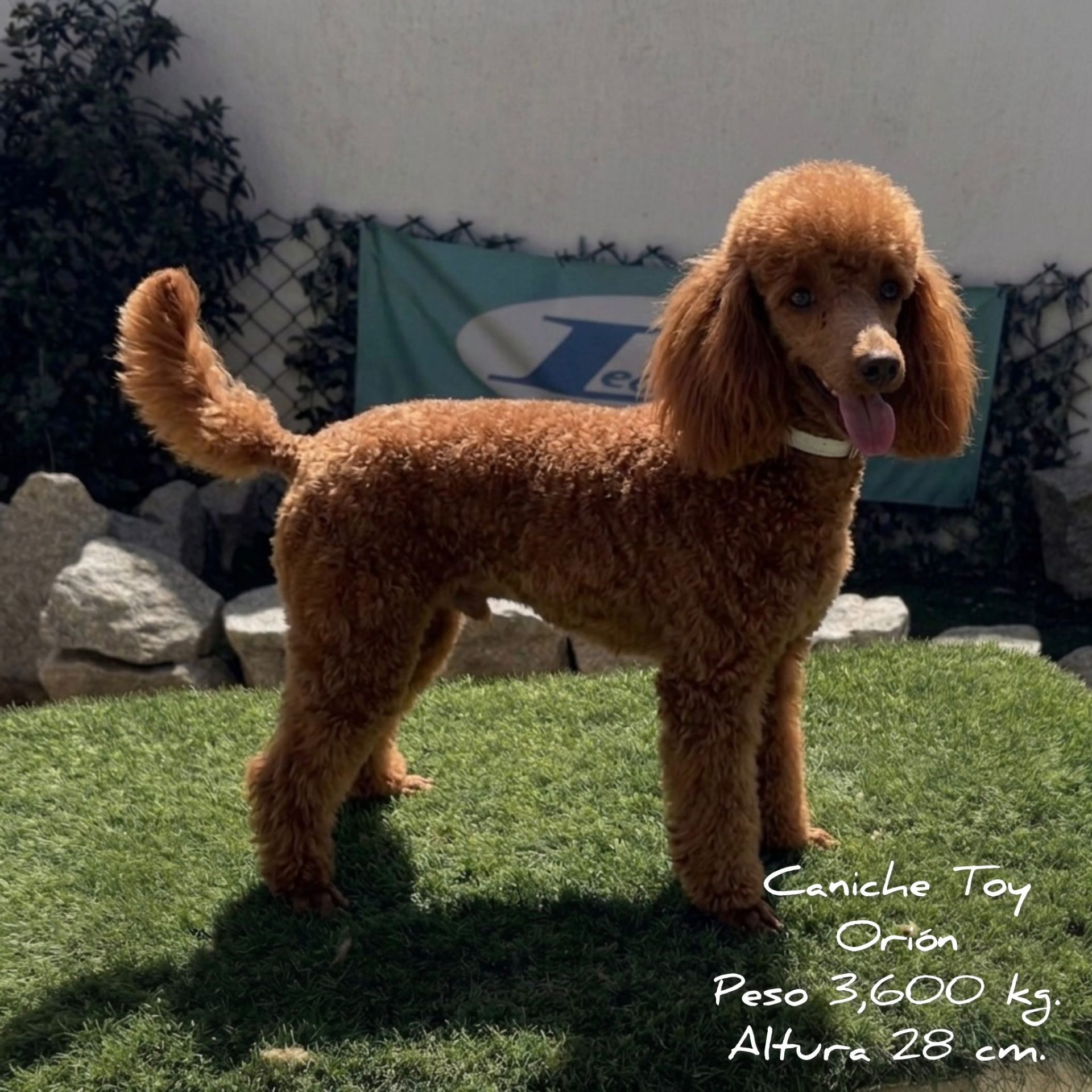 Caniche Toy Decasla