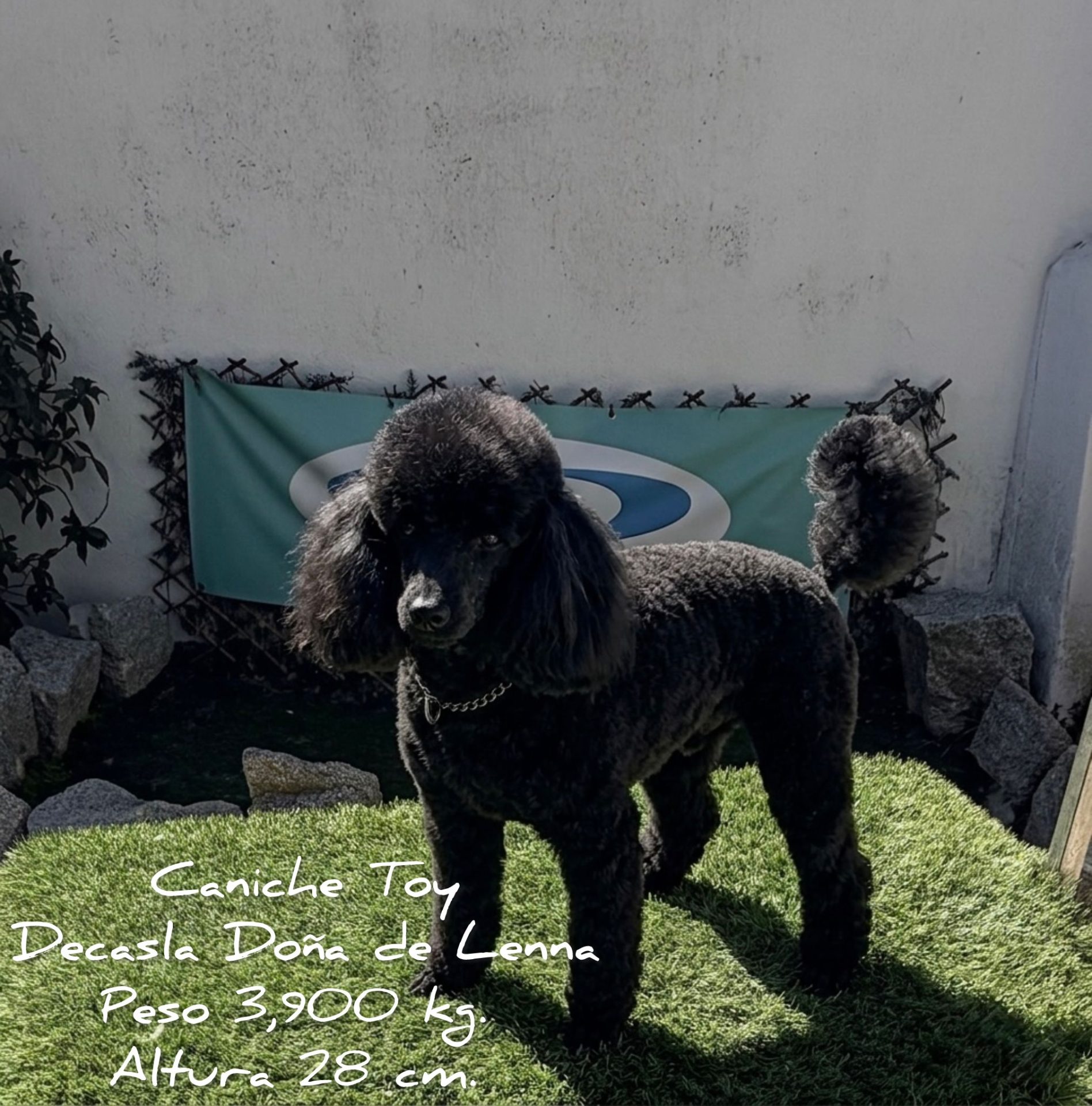 Cachorro Caniche Toy