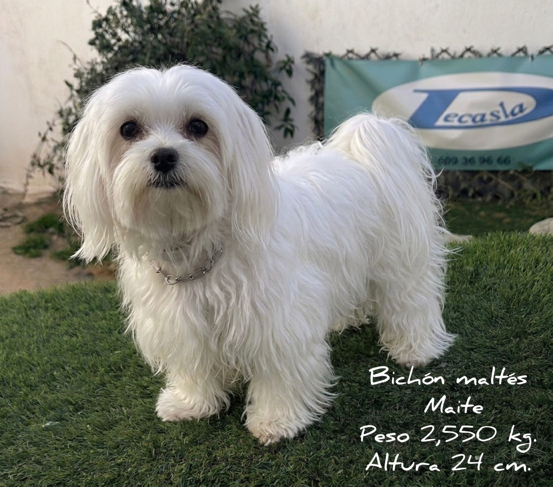 Criadero Decasla centro canino en España