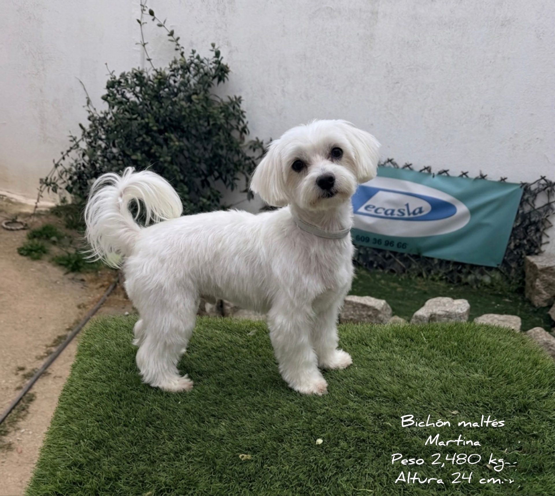Bichón Maltés familia