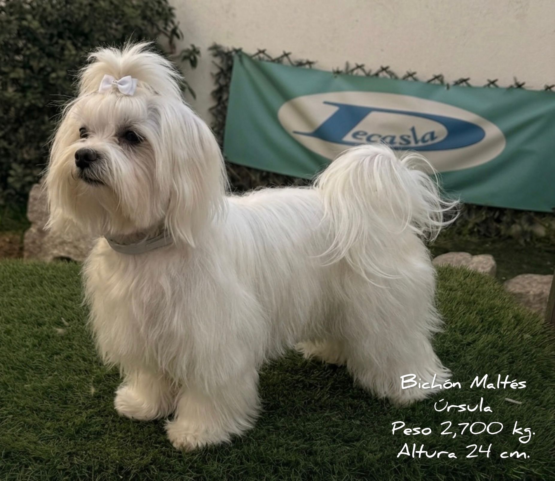 Camada Bichón Maltés