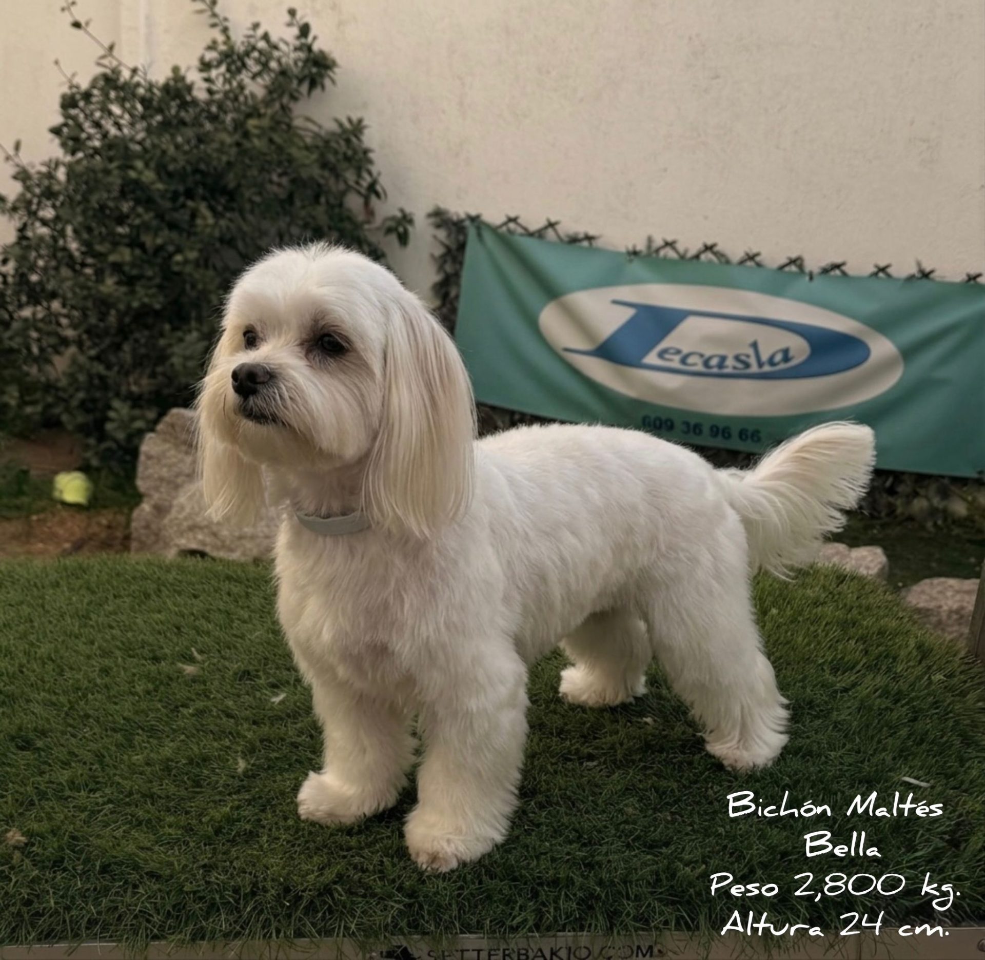 Cachorro Bichón Maltés