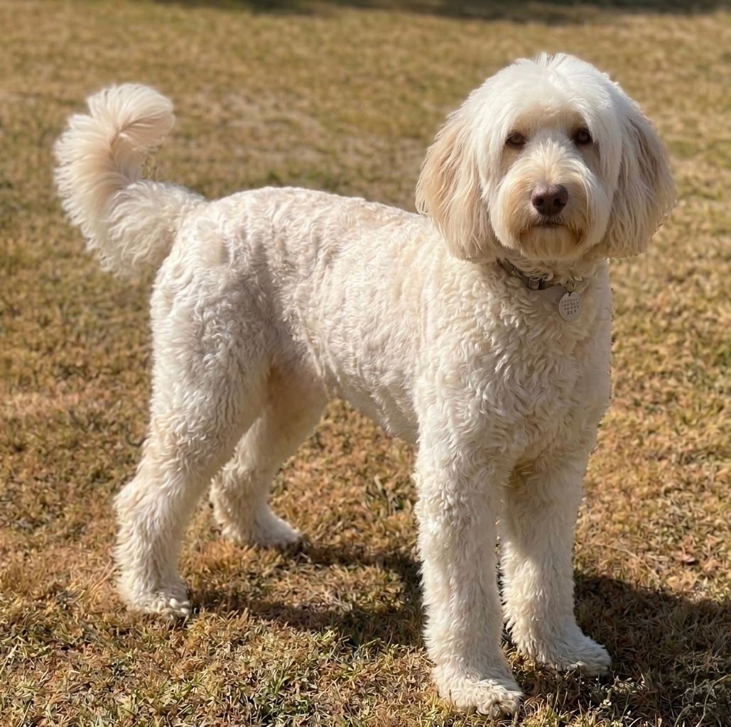 Cachorro Australian Cobberdog Decasla