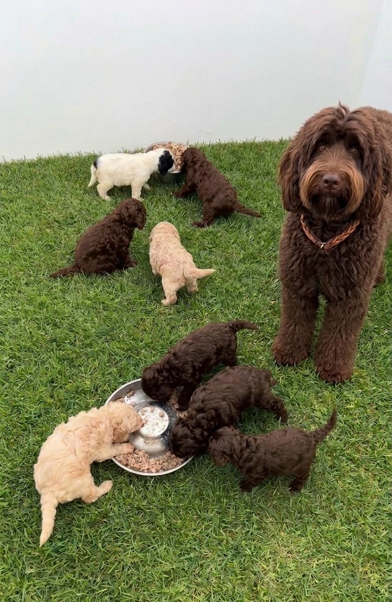 Australian Cobberdog jugando