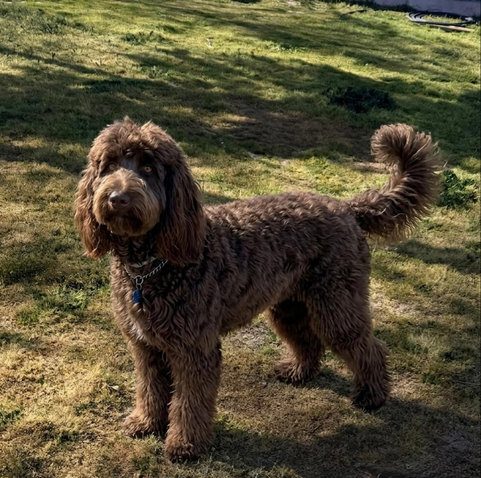 Australian Cobberdog color cobrizo