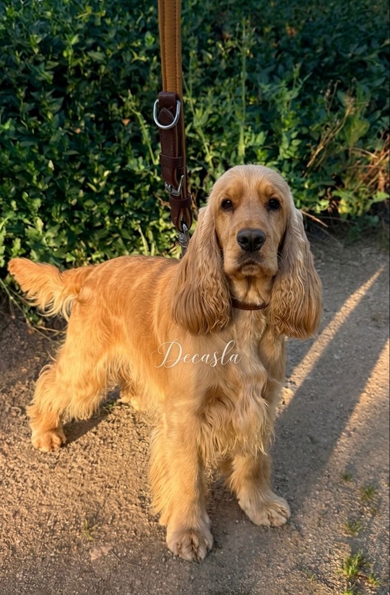 Cocker Spaniel adulto