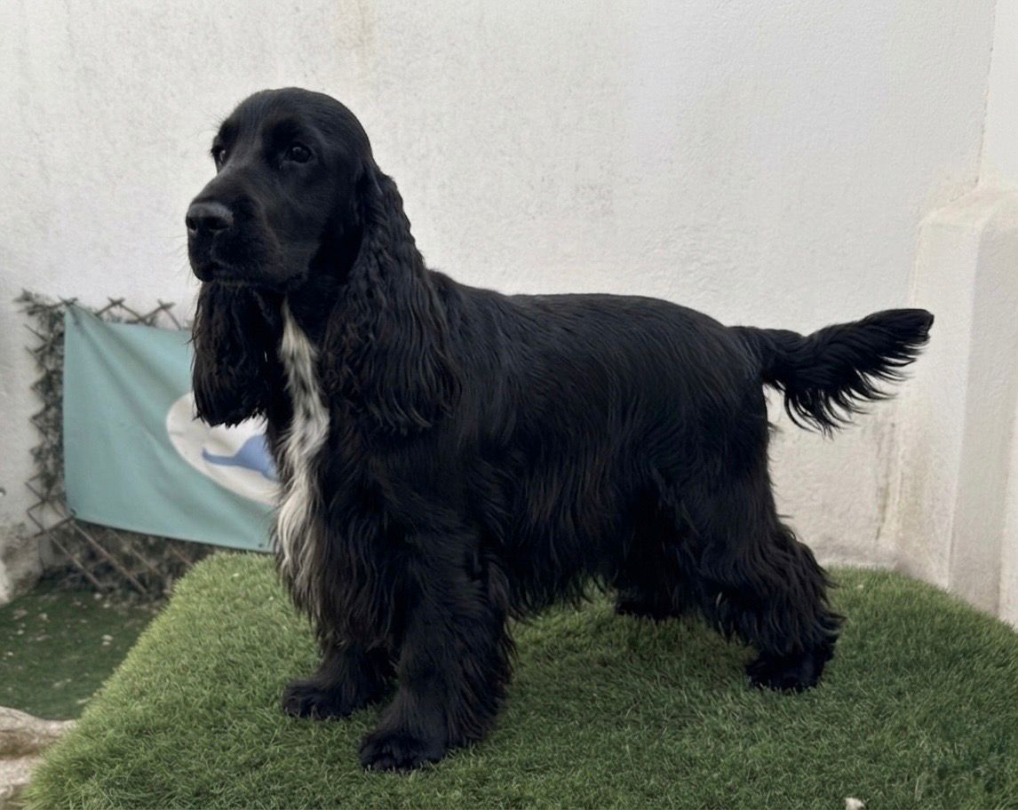 Cocker Spaniel jugando