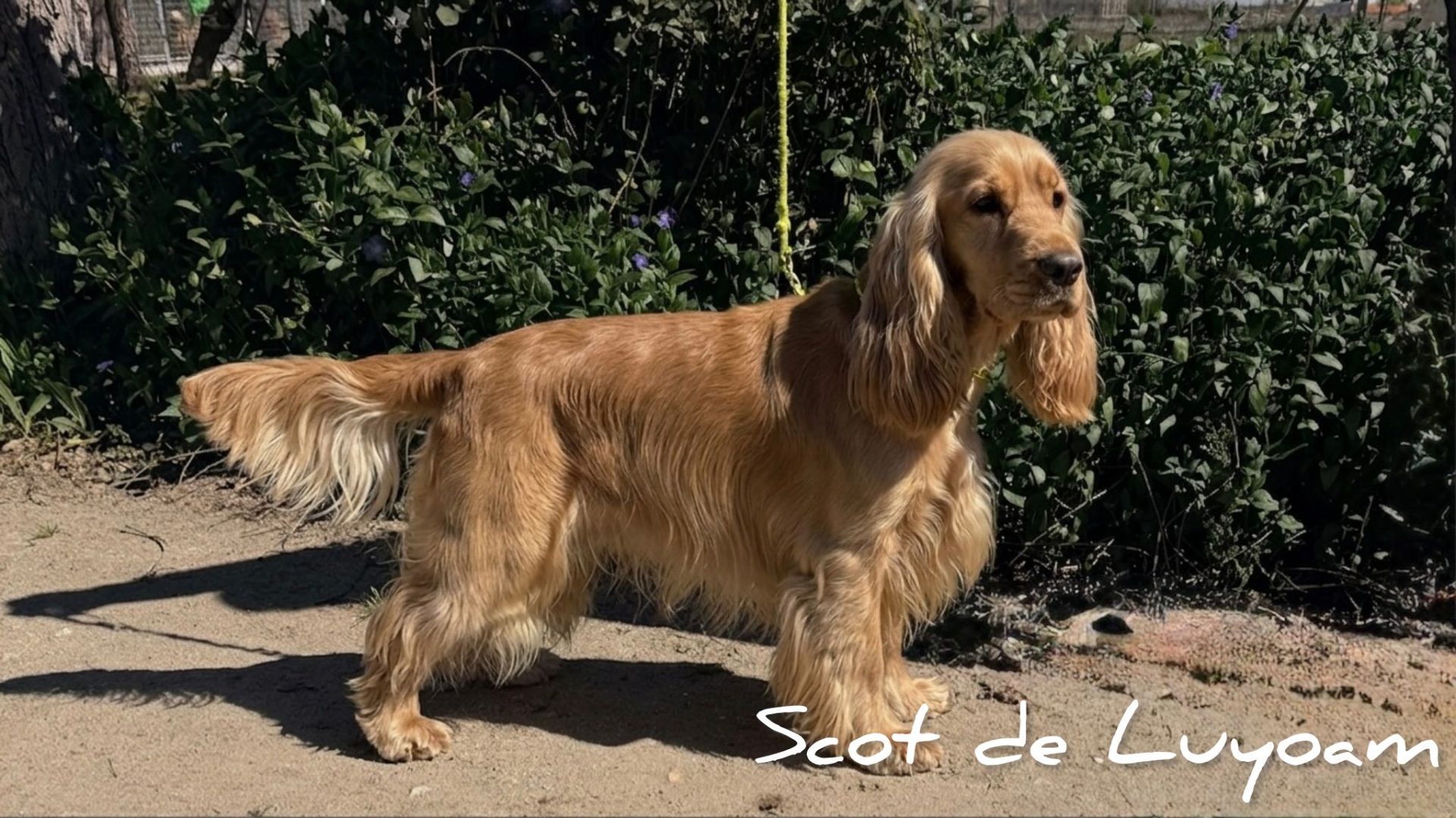 Cocker Spaniel Decasla