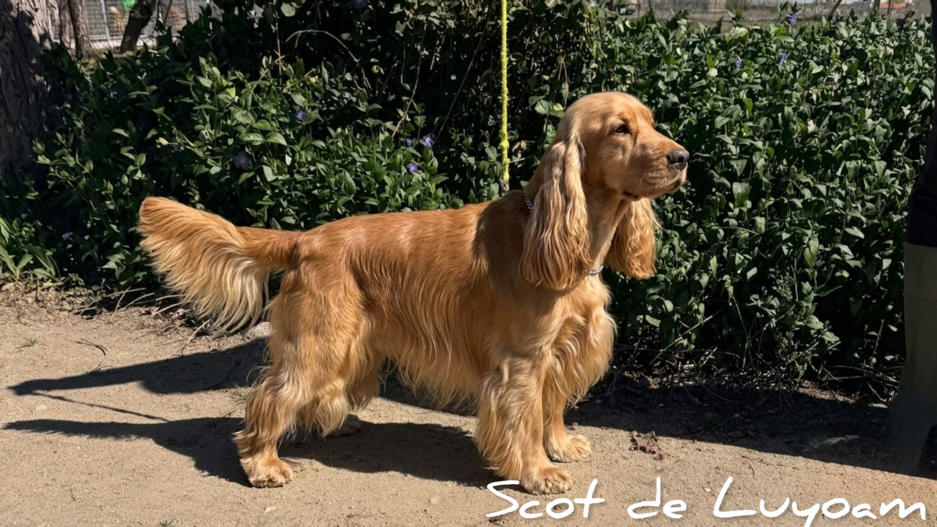 Cachorro Cocker Spaniel