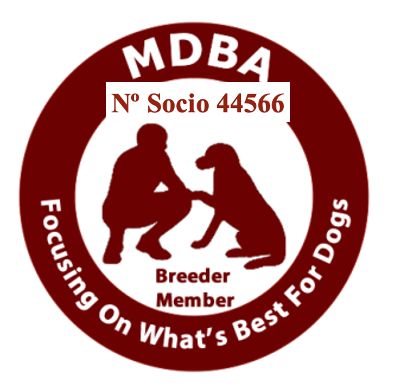 Criador registrado MDBA Australian Cobberdog
