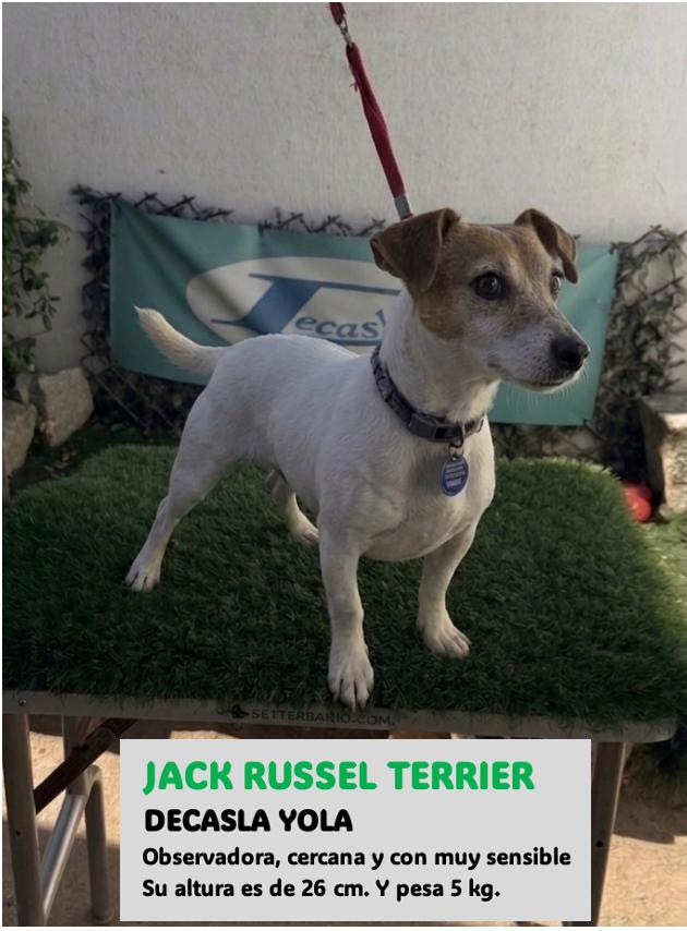 Hembra reproductora Jack Russell Terrier