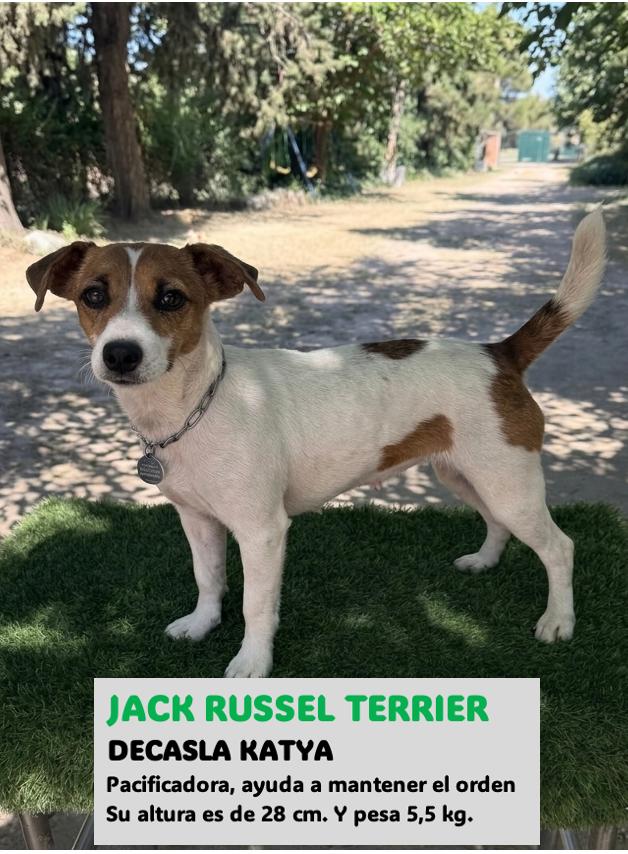 Jack Russell Terrier excelente carácter