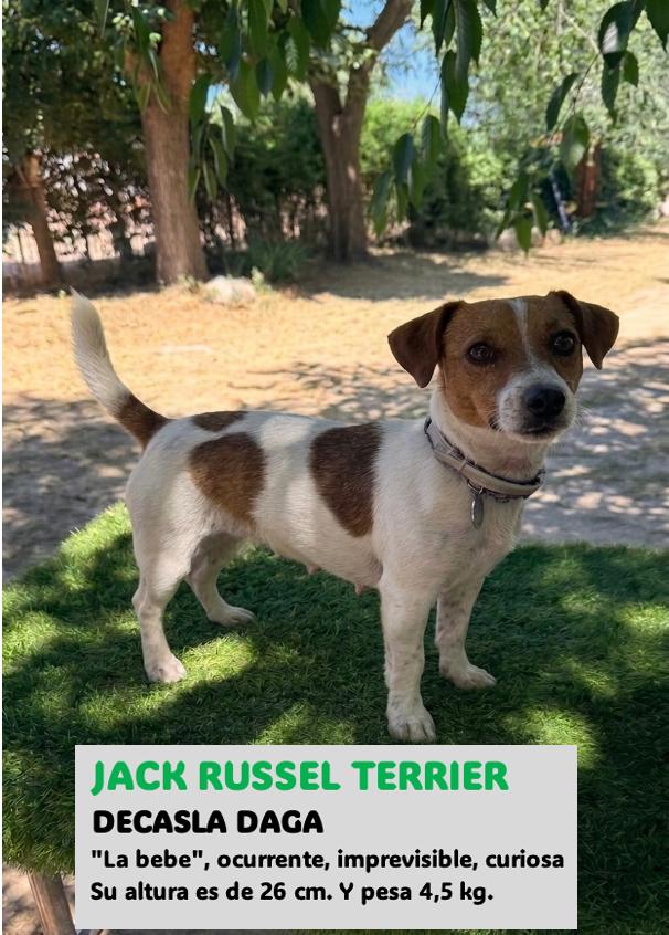Jack Russell Terrier línea seleccionada