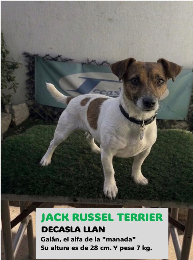 Jack Russell Terrier genética contrastada