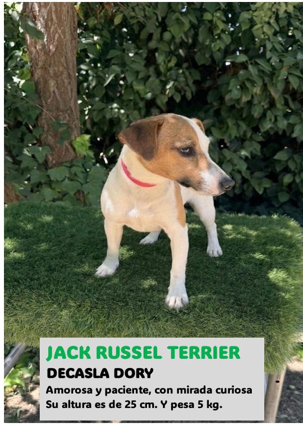Jack Russell Terrier saludable