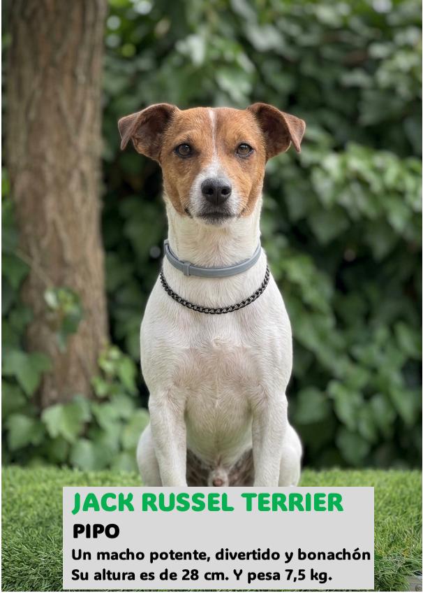 Macho reproductor Jack Russell Terrier