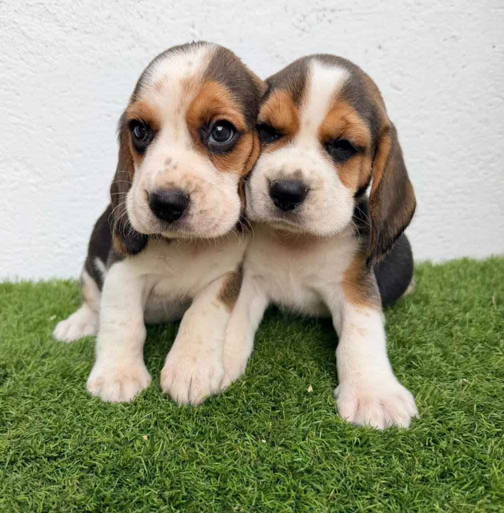 Dos cachorros de beagle sentados en el césped del criadero